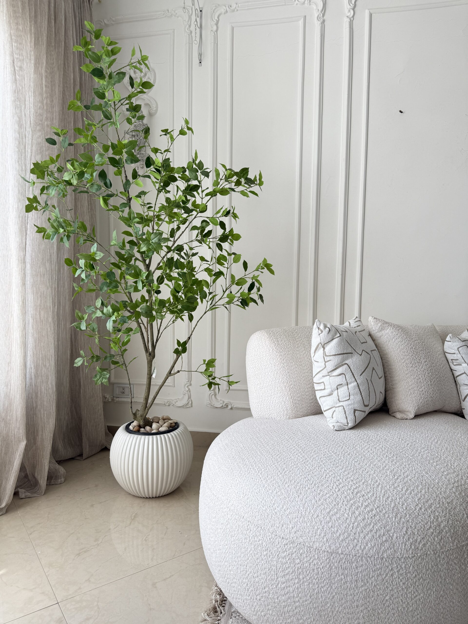 Benjamina Tree